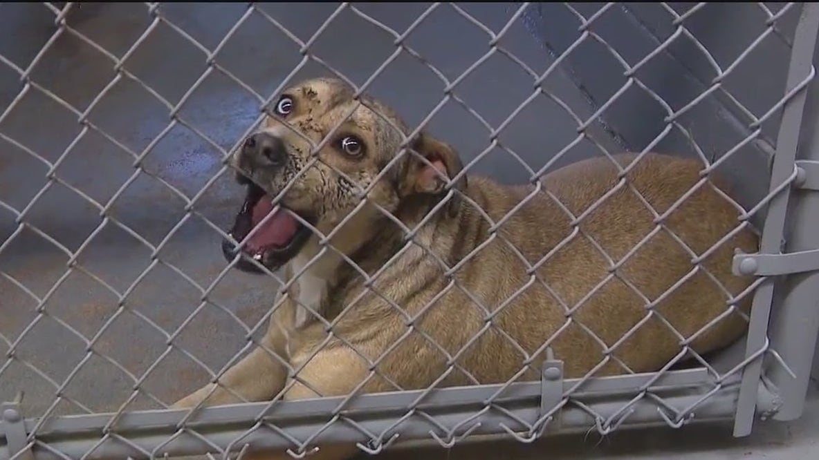 Brevard County animal shelter to close; 22 dogs need homes